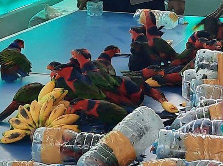 Miris, 74 Ekor Burung Nuri Diselundupkan di Dalam Botol