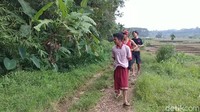 Lebar saluran irigasi ini sekitar 50 cm dengan kondisi kanan kirinya ditumbuhi rumput dengan lebat.