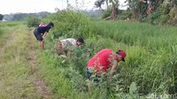 Pantauan detikcom, Sabtu (21/11/2020), lokasi penemuan uang tersebut tepatnya berada di Desa Plumbon, Kecamatan Limpung, Kabupaten Batang.