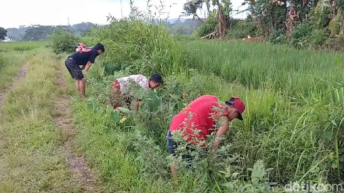 Uang Puluhan Juta Berceceran Ditemukan di Selokan Ini Warga Kabupaten Batang, Jawa Tengah dibuat heboh dengan temuan uang senilai puluhan juta yang berceceran di saluran air untuk irigasi.