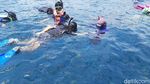 Percaya Tidak, Bisa Menyelam Bareng Hiu di Banyuwangi