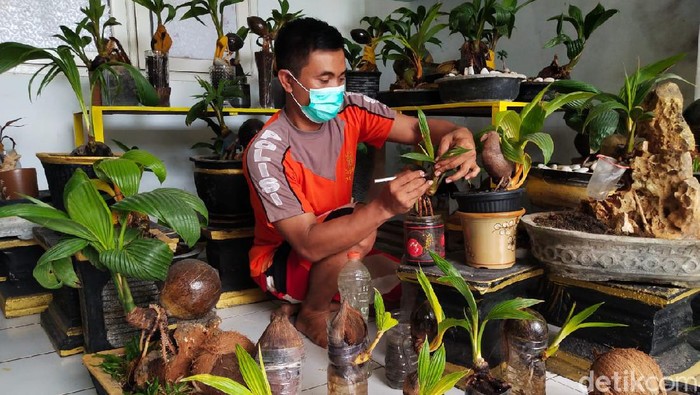 Bonsai Kelapa Buatnya Mesti Sabar Dan Telaten Tapi Cukup Tinggi Nominalnya