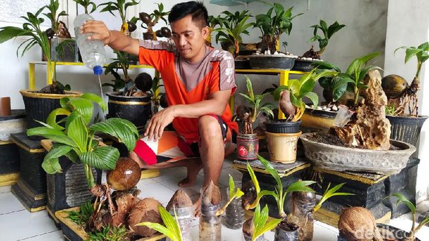 bonsai kelapa
