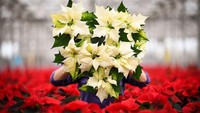 Nama poinsettia diambil dari nama duta besar pertama Amerika Serikat untuk Meksiko, Joel Roberts Poinsett, yang memperkenalkan tanaman hias ini ke AS pada tahun 1825.