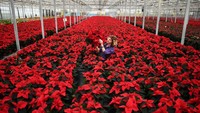 Carolyn Spray menanam sekitar 100.000 Poinsettia di kebun miliknya.