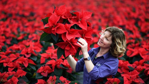Carolyn Spray memegang salah satu dari banyak tanaman Poinsettia-nya yang siap dikirim untuk musim Natal di pusat taman Pentland Plants di Loanhead, Skotlandia. Carolyn Spray memegang salah satu dari banyak tanaman Poinsettia-nya yang siap dikirim untuk musim Natal di pusat taman Pentland Plants di Loanhead, Skotlandia.