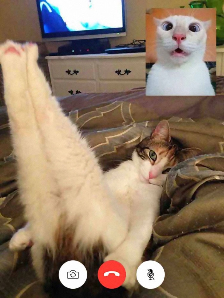Editan Video Nakal Kucing, Bikin Senyum-senyum Ada saja editan foto nakal kucing berseliweran di jagat maya. Berikut ini di antaranya.