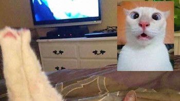 Tatapan genit dari si kucing, miaw! Foto: Котизм via Bored Panda