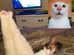 Editan Kucing Lagi Video Call, Bikin Senyum-senyum