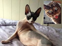 Editan Kucing Lagi Video Call, Bikin Senyum-senyum