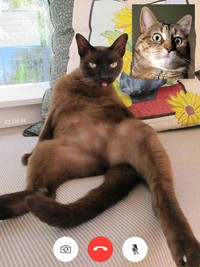 Ada saja editan foto nakal kucing berseliweran di jagat maya. Berikut ini di antaranya.
