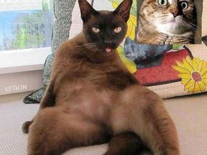 Editan Kucing Lagi Video Call, Bikin Senyum-senyum
