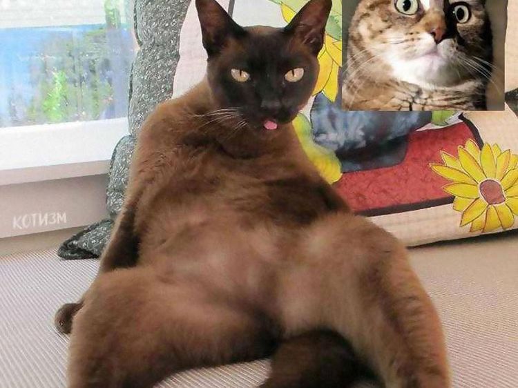 Editan Kucing Lagi Video Call, Bikin Senyum-senyum