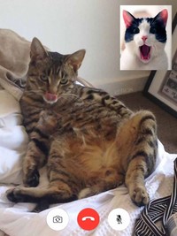 Ada saja editan foto nakal kucing berseliweran di jagat maya. Berikut ini di antaranya.