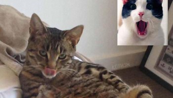 Haha lucu banget ekspresi dua-duanya. Foto: Котизм via Bored Panda