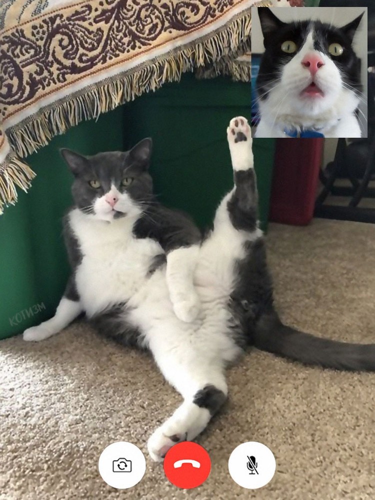 Editan Video Nakal Kucing, Bikin Senyum-senyum Ada saja editan foto nakal kucing berseliweran di jagat maya. Berikut ini di antaranya.