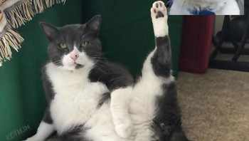 Loh, warna bulu kucingnya hampir sama. Foto: Котизм via Bored Panda