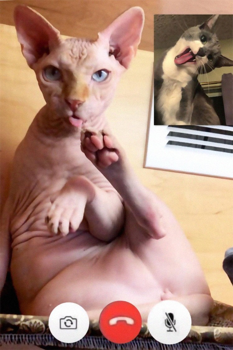 Editan Video Nakal Kucing, Bikin Senyum-senyum Ada saja editan foto nakal kucing berseliweran di jagat maya. Berikut ini di antaranya.
