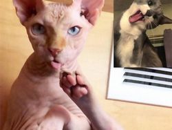 Editan Kucing Lagi Video Call, Bikin Senyum-senyum