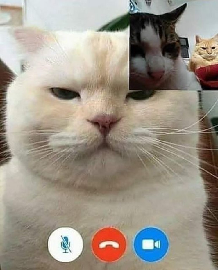 Editan Video Nakal Kucing, Bikin Senyum-senyum Ada saja editan foto nakal kucing berseliweran di jagat maya. Berikut ini di antaranya.