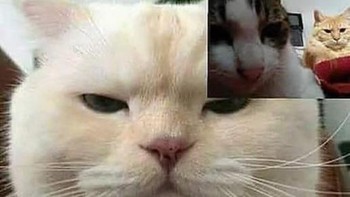 Kalau ini bonus deh, video call kucing yang jealous karena kekasihnya yang LDR ternyata mendua. Oops! Foto: Reddit