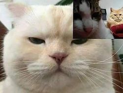 Editan Kucing Lagi Video Call, Bikin Senyum-senyum