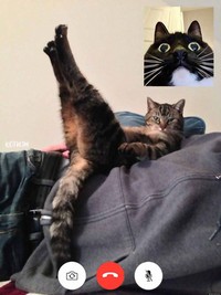 Ada saja editan foto nakal kucing berseliweran di jagat maya. Berikut ini di antaranya.