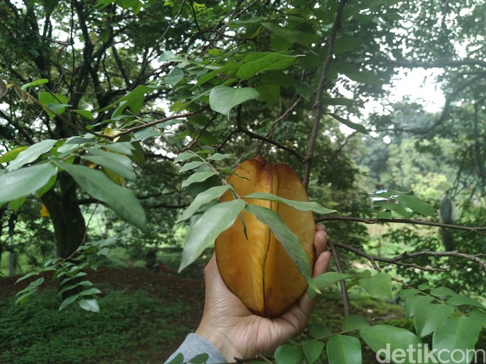 Panen Belimbing Dewa di Depok