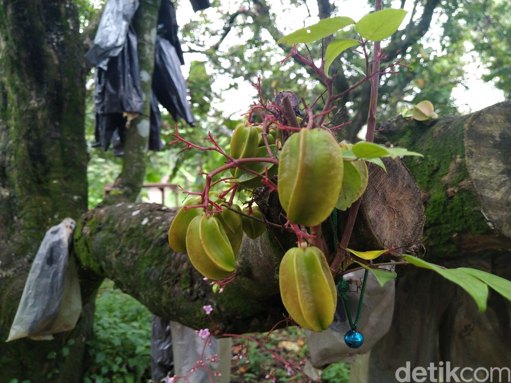 Panen Belimbing Dewa di Depok