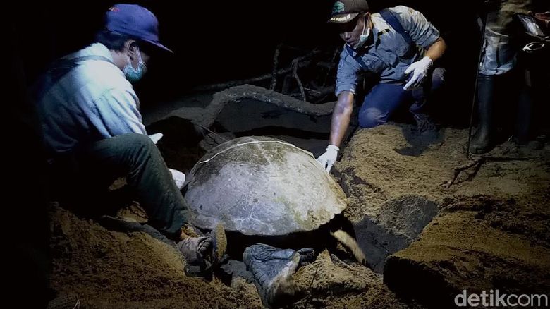 Penyu Bertelur di Pantai Sukamade Berwisata di Taman Nasional Meru Betiri tidak lengkap jika tidak mengunjungi Pantai Sukamade. Pantai tersebut merupakan salah satu tempat penyu-penyu bertelur.