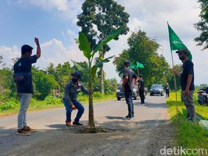 Protes 5 Tahun Tak Diurus, Jalan Berlubang di Jember Ditanami Pohon Pisang