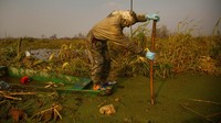Akhir tahun jadi salah satu waktu yang sibuk bagi para petani batang teratai di Kashmir. Pasalnya di waktu tersebut mereka mengestrak batang teratai dari November hingga Maret setiap tahunnya.