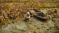 Seorang petani mengestrak batang teratai dari air danau yang tercemar di kawasan Srinagar, Kashmir.