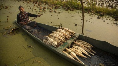 Potret Kehidupan Para Petani Batang Teratai di Kashmir