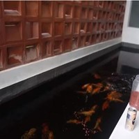 Untuk mendapat rumah bergaya minimalis tersebut, aktor muda ini mengaku membayarnya secara tunai seharga Rp 6,5 miliar. Pada bagian depan rumah, sebuah kolam ikan koi langsung menyambut tamu yang datang. (Foto: YouTube Rizky Billar)