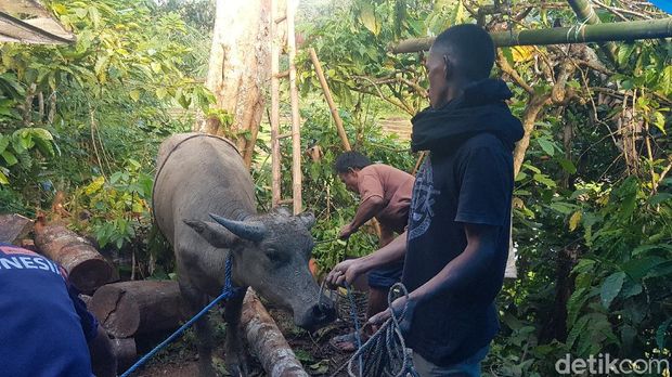 Warga Kabupaten Mamasa memiliki tradisi unik sebagai penghormatan kepada keluarga yang telah meninggal. Mereka menggelar Dipatokdang, tradisi ditandai dengan mengatur posisi jenazah keluarga yang baru saja meninggal, sehingga tampak sedang duduk.