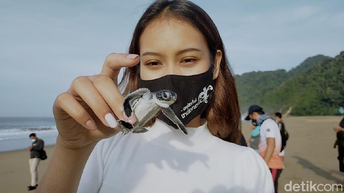 Tukik Penyu Dilepas di Pantai Sukamade