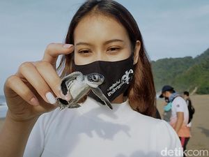 Ada Festival Penyu di Polewali Mandar, Buat Edukasi dan Promosi Wisata