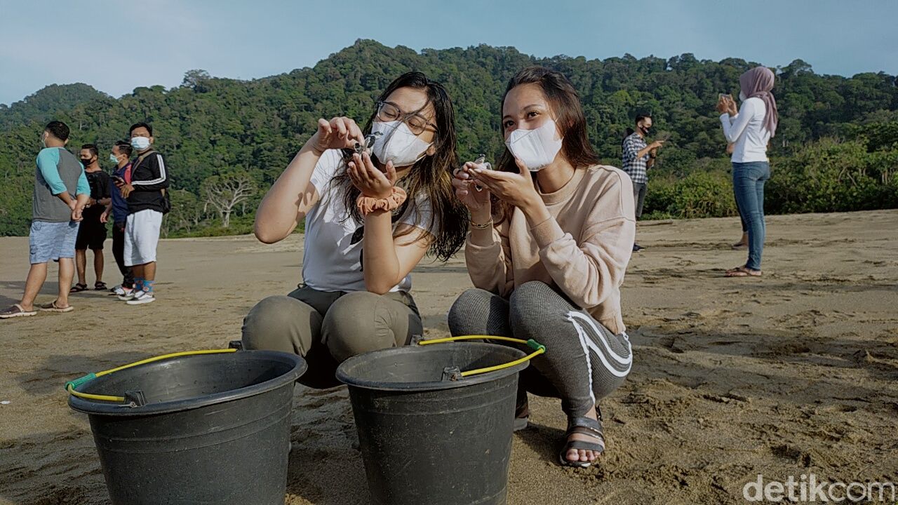 Tukik Penyu Dilepas di Pantai Sukamade