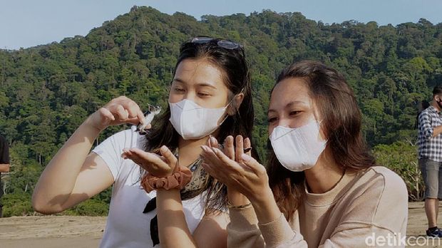 Tukik Penyu Dilepas di Pantai Sukamade