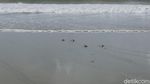 Foto: Tukik-tukik Penyu Lucu yang Dilepas di Pantai Sukamade