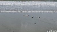 Sungguh sebuah pengalaman yang baru dan tidak bisa terlupakan. Selamat jalan penyu, semoga kamu bahagia di habitat aslimu