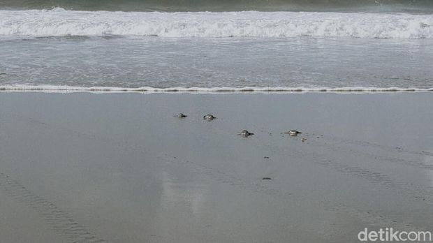 Tukik Penyu Dilepas di Pantai Sukamade