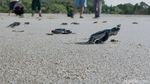 Foto: Tukik-tukik Penyu Lucu yang Dilepas di Pantai Sukamade
