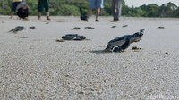 Selain melepasliarkan tukik ke habitat aslinya di laut. Pengunjung juga bisa melihat penangkaran telur-telur penyu berbagai jenis di Sukamade. Mulai dari Penyu Hijau, Penyu Lekang, Penyu Sisik dan Penyu Belimbing. 