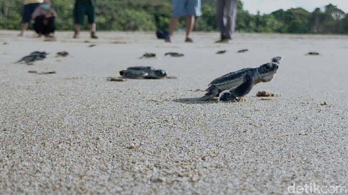 Tukik Penyu Dilepas di Pantai Sukamade