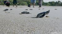 Menjaga Sang Penjelajah Samudra: Upaya Konservasi Penyu di Pantai Sukamade, Banyuwangi
