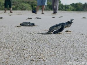 Gila! 185 Ekor Tukik Diselundupkan: Dibungkus Plastik dan Ditumpuk dalam Koper
