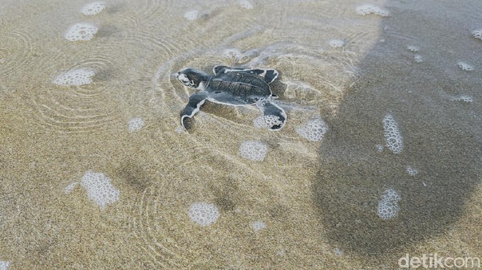Tukik Penyu Dilepas di Pantai Sukamade