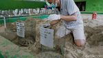 Foto: Tukik-tukik Penyu Lucu yang Dilepas di Pantai Sukamade